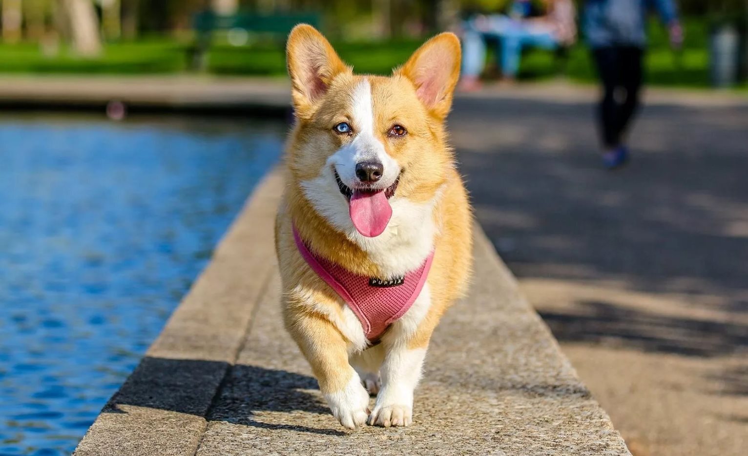 Важное руководство по уборке вещей вашей собаки
