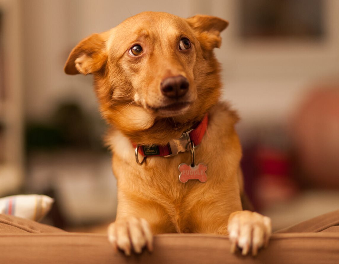 Когда собака боится грома и других громких звуков. Пара советов.