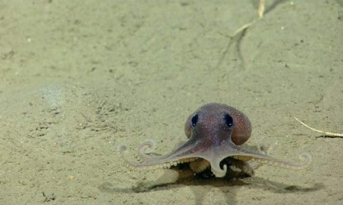 Даже внимательно рассмотрев фотографии, не каждый сможет понять, детёныши каких животных запечатлены на снимках