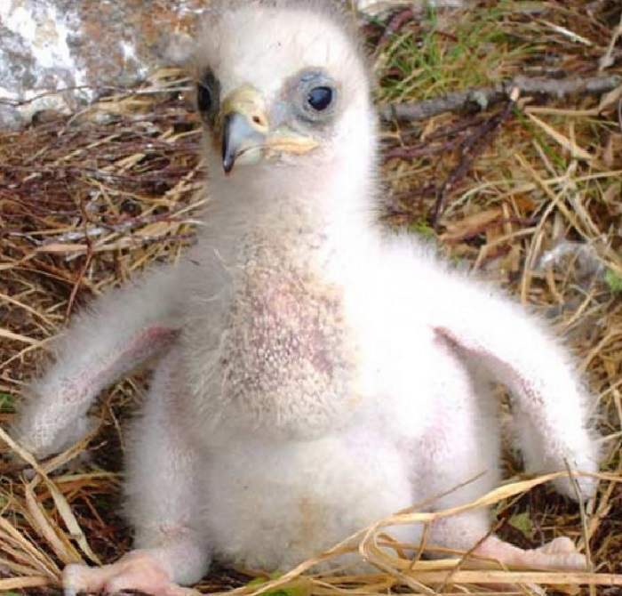 Даже внимательно рассмотрев фотографии, не каждый сможет понять, детёныши каких животных запечатлены на снимках