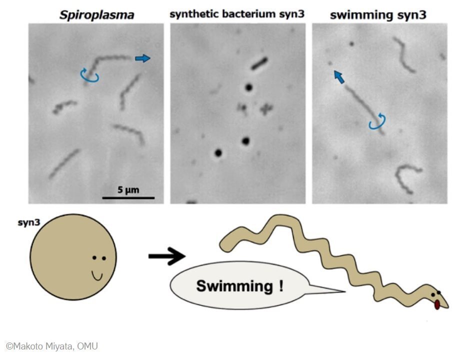 Синтетические бактерии стали самыми маленькими подвижными организмами на Земле