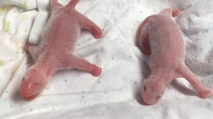 Даже внимательно рассмотрев фотографии, не каждый сможет понять, детёныши каких животных запечатлены на снимках