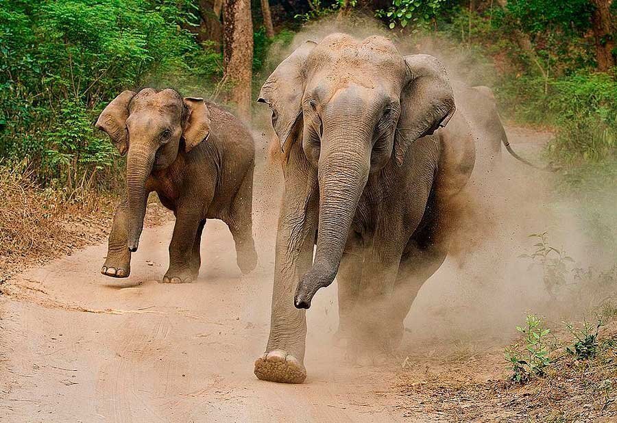 Ходят слухи, что слоны панически боятся мышей