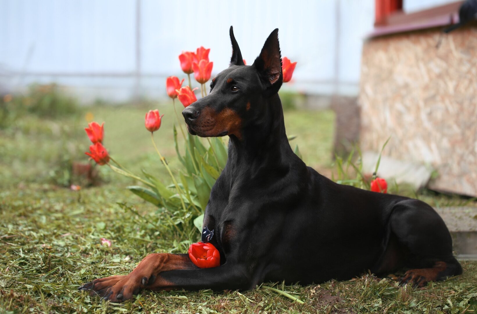 Какие собаки считаются самыми умными? Вы только посмотрите на эту милоту! За хорошим настроением – сюда!