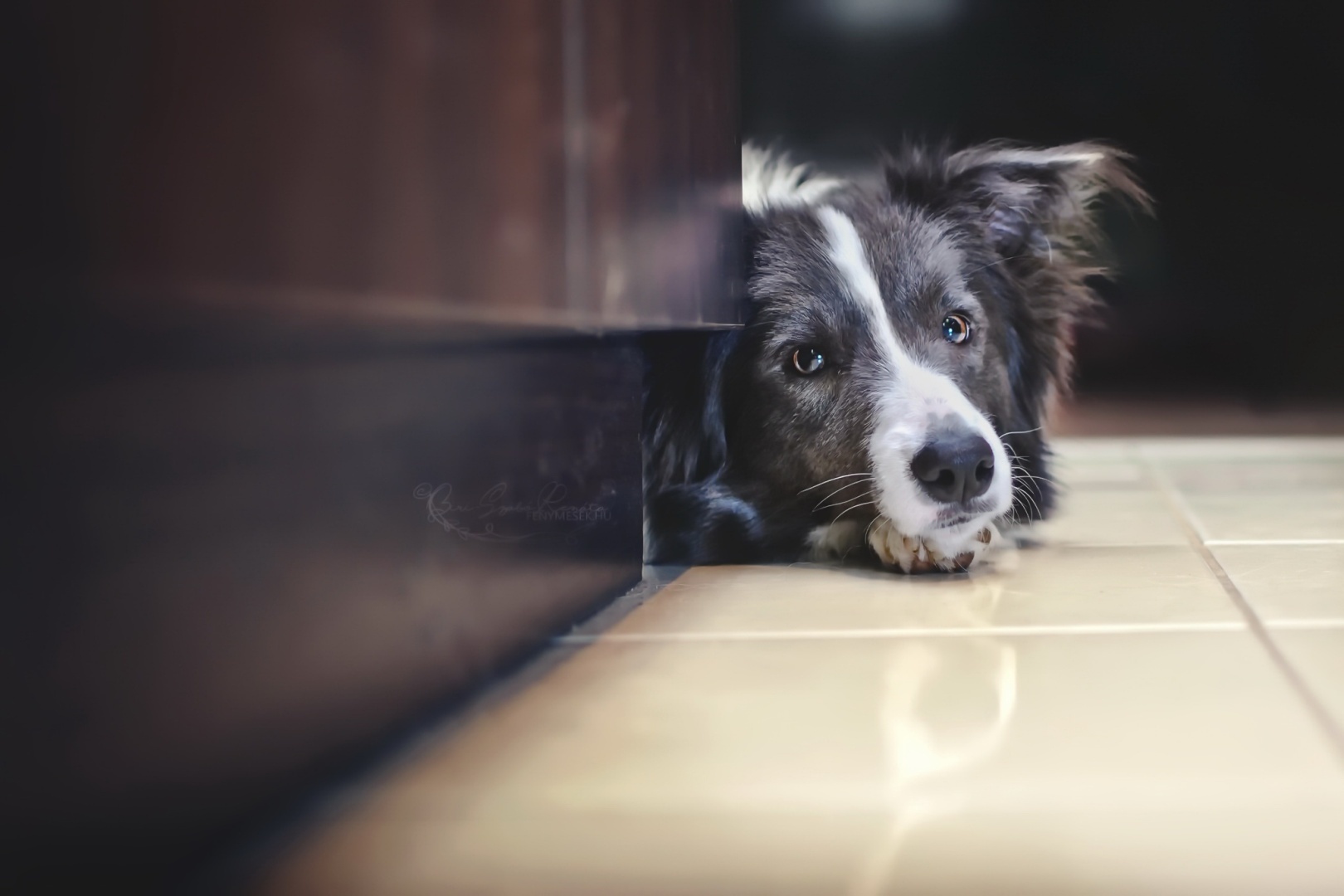 Воспитание собаки