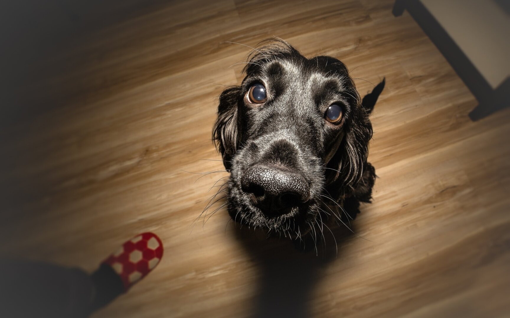 Воспитание собаки