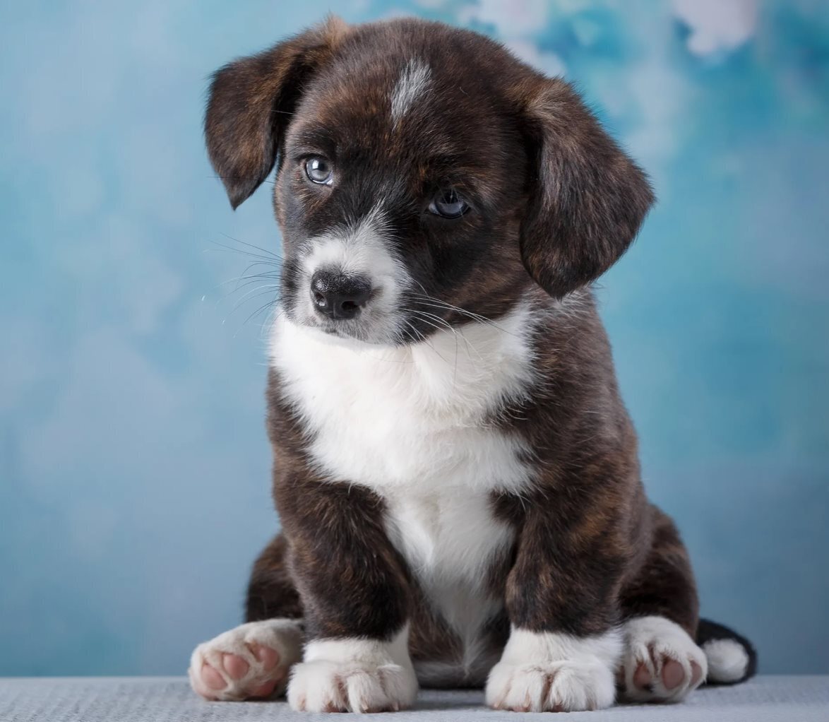 Покупка щенка. Если у вас нет опыта, то тут некоторые подсказки