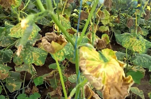 Пероноспороз на огурцах.