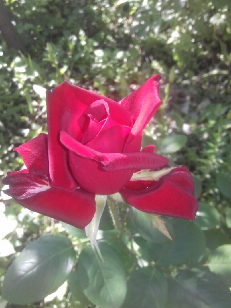 "Что в имени тебе моем?" Некоторые секреты, о которых вы не знали.