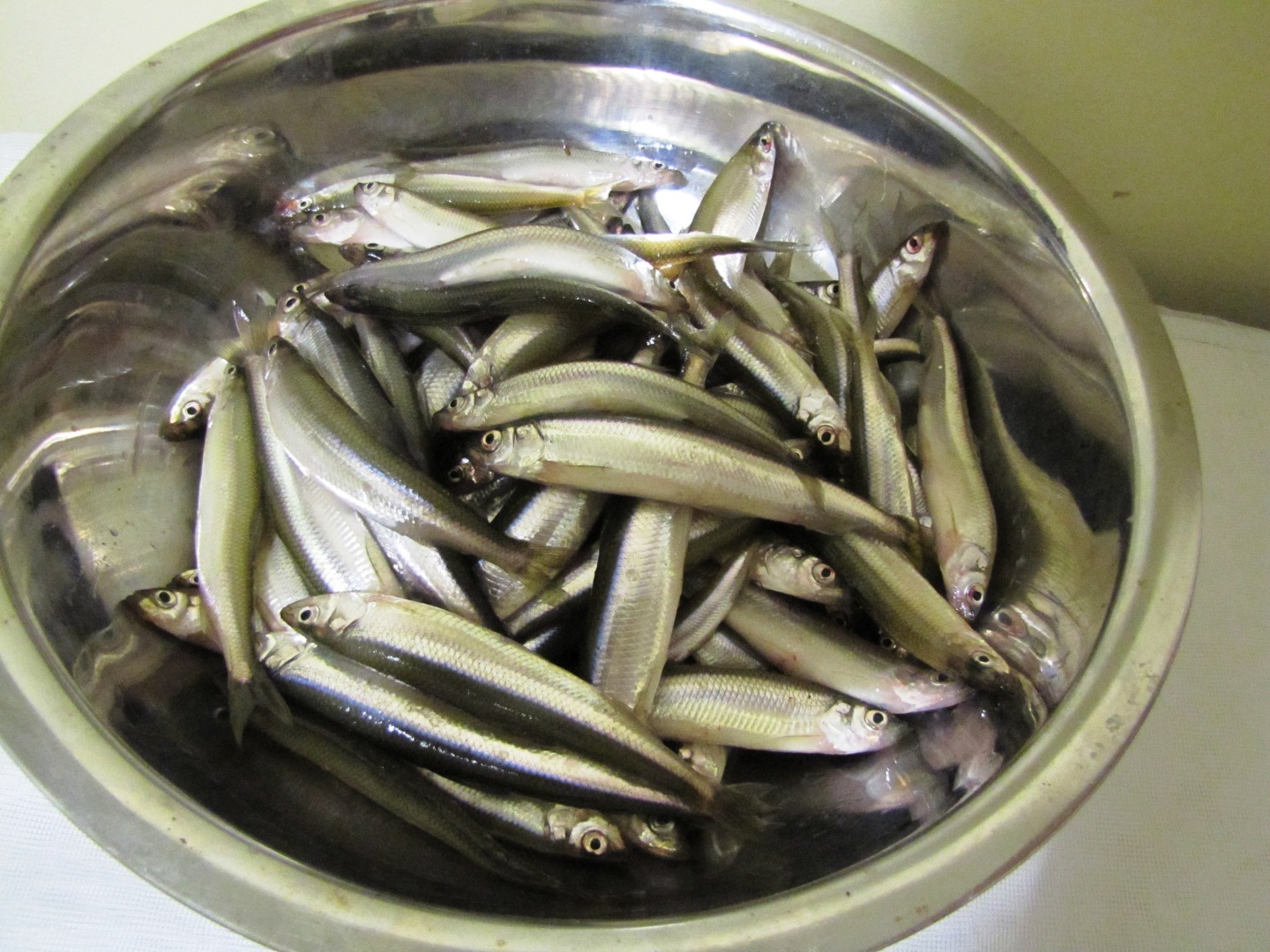 Корюшка, сезон начался.