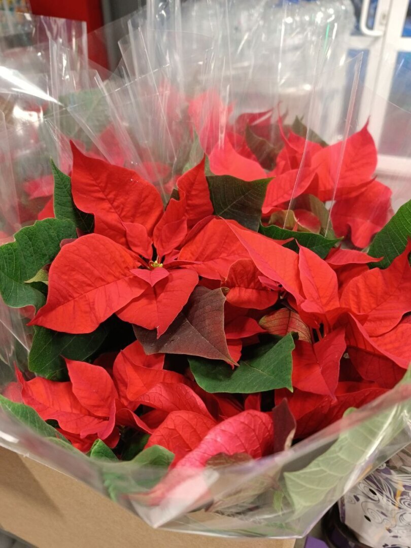 Молочай красивейший или Рождественская звезда. Как правильно ухаживать?