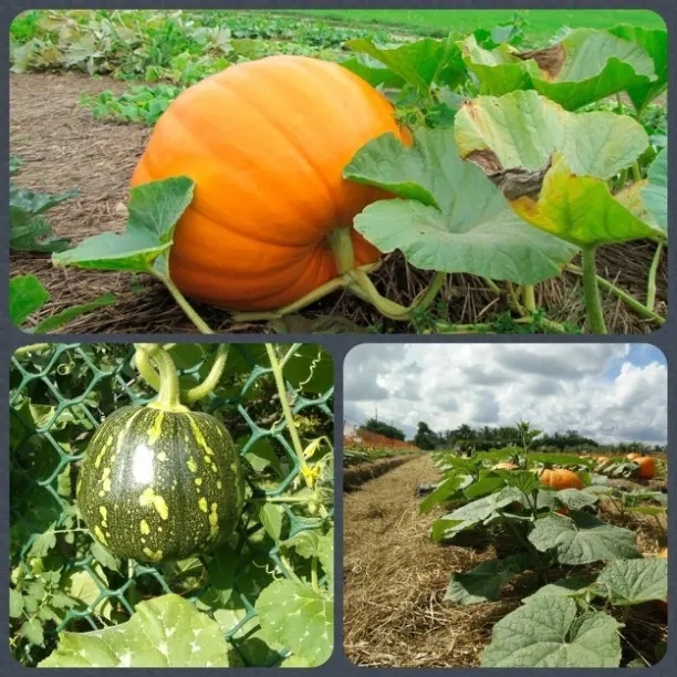 СЛОЖНОСТИ ВЫРАЩИВАНИЯ ТЫКВЫ.