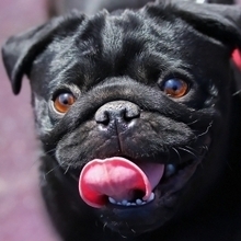 Роман, г. Кострома