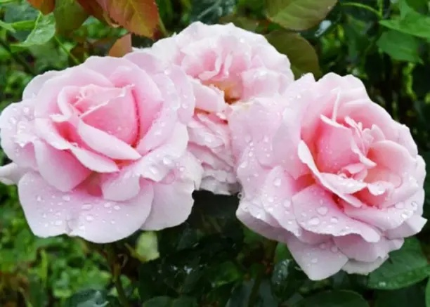 🌹7 НЕПРИХОТЛИВЫХ ГУСТОМАХРОВЫХ РОЗОЧЕК.