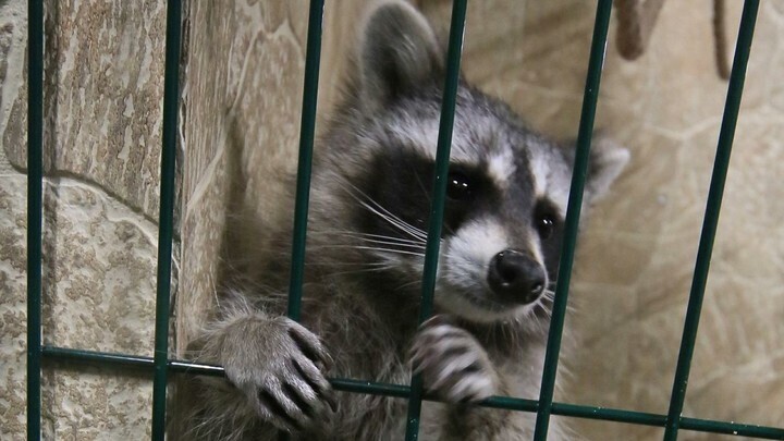 В ИВАНОВСКОЙ ОБЛАСТИ ЗООПАРК ОТВЕТИТ ЗА ЖЕСТОКОЕ ОБРАЩЕНИЕ С ЖИВОТНЫМИ.