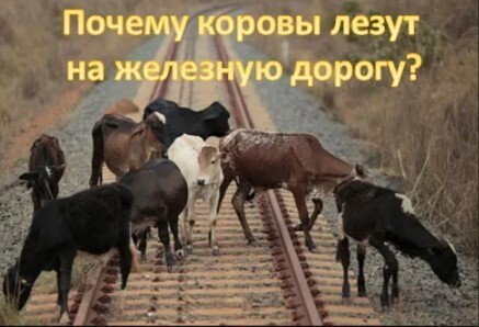 А вы знаете, что привлекает коров, когда они лезут на рельсы?