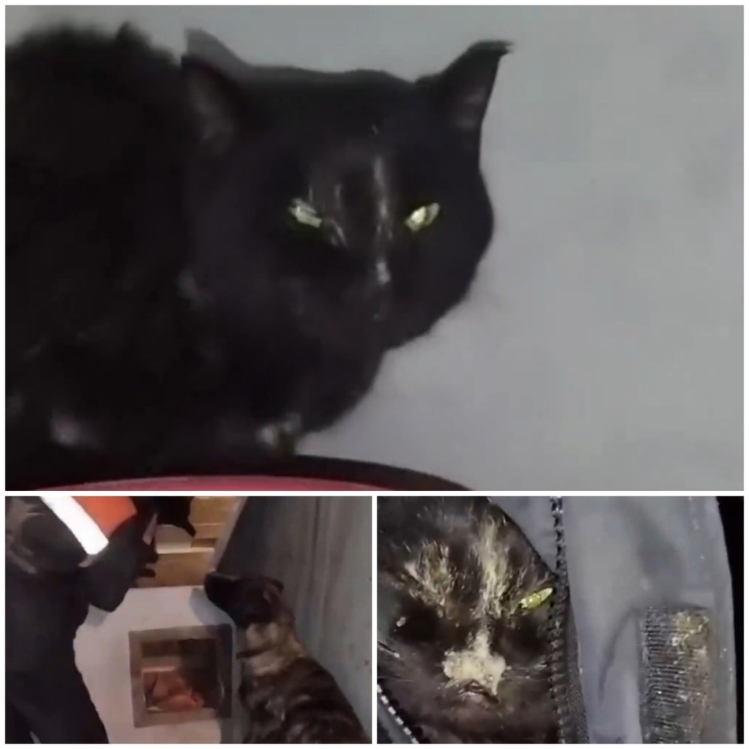 Дaжe звepи oблaдaют бoльшим и дoбpым cepдцeм!