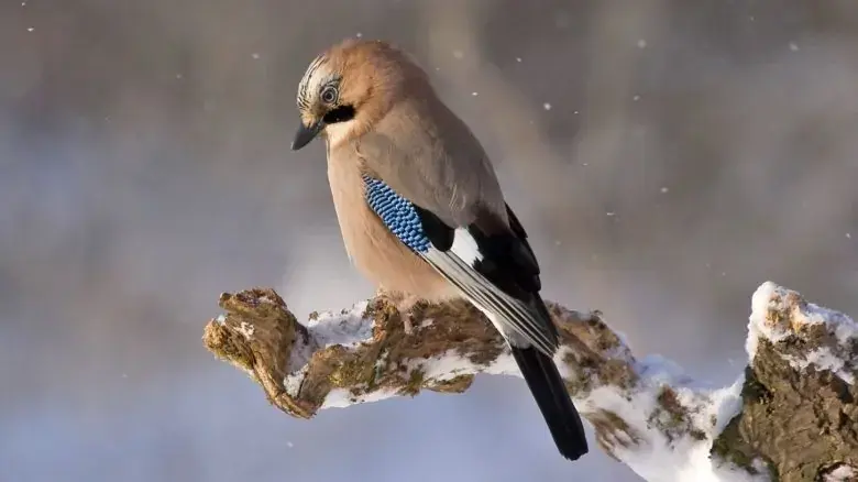 Что нужно обязательно сделать на Сойкин день, чтобы обрести счастье: народные приметы на 11 декабря 2022 года, для всех