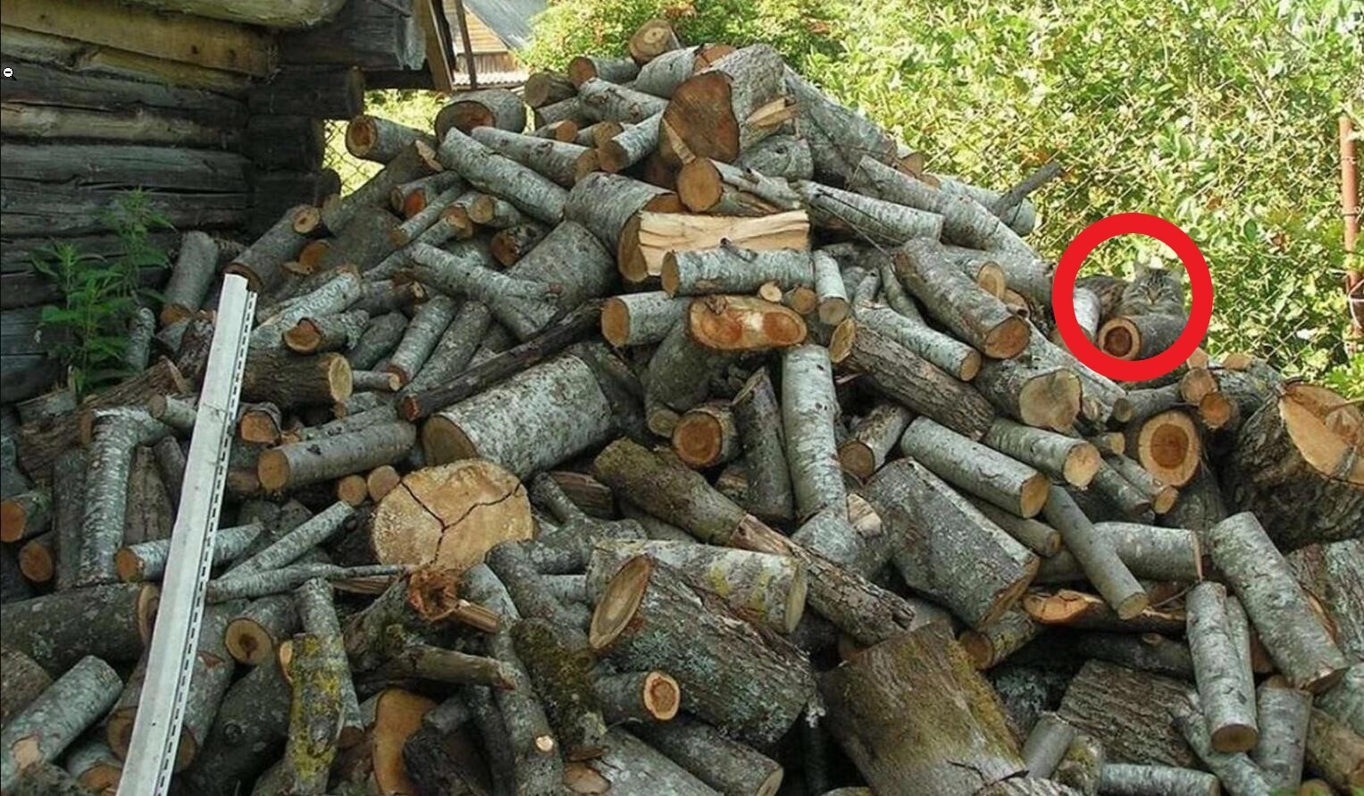 Фотограф не подозревал, что на снимке есть кот: простая проверка вашей внимательности