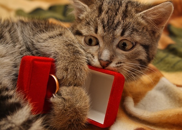 Готова выйти замуж завтра, а любимый все не делает предложения? Разберемся, почему и выясним, может ли Он быть Тем самым.