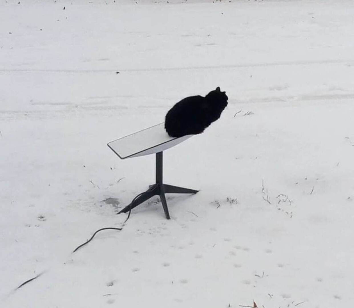 Пушистые Российские диверсанты.