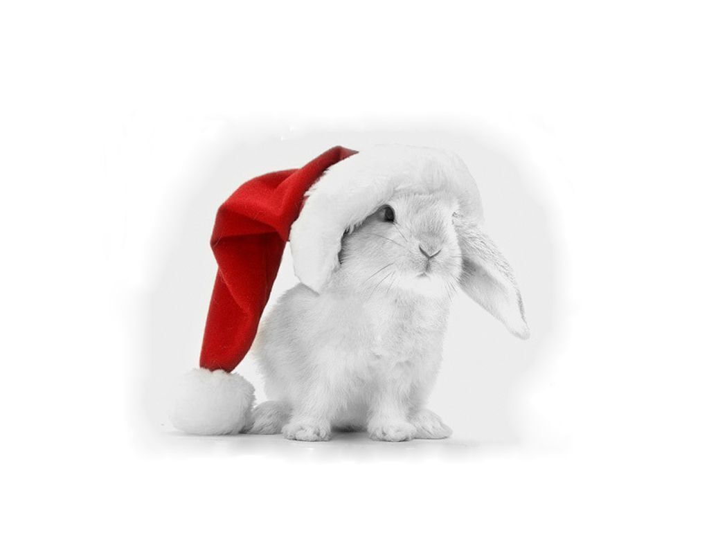 Наступающий 2023 год какого животного.