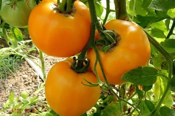 Сорта томатов без пасынкования 🍅🍅🍅