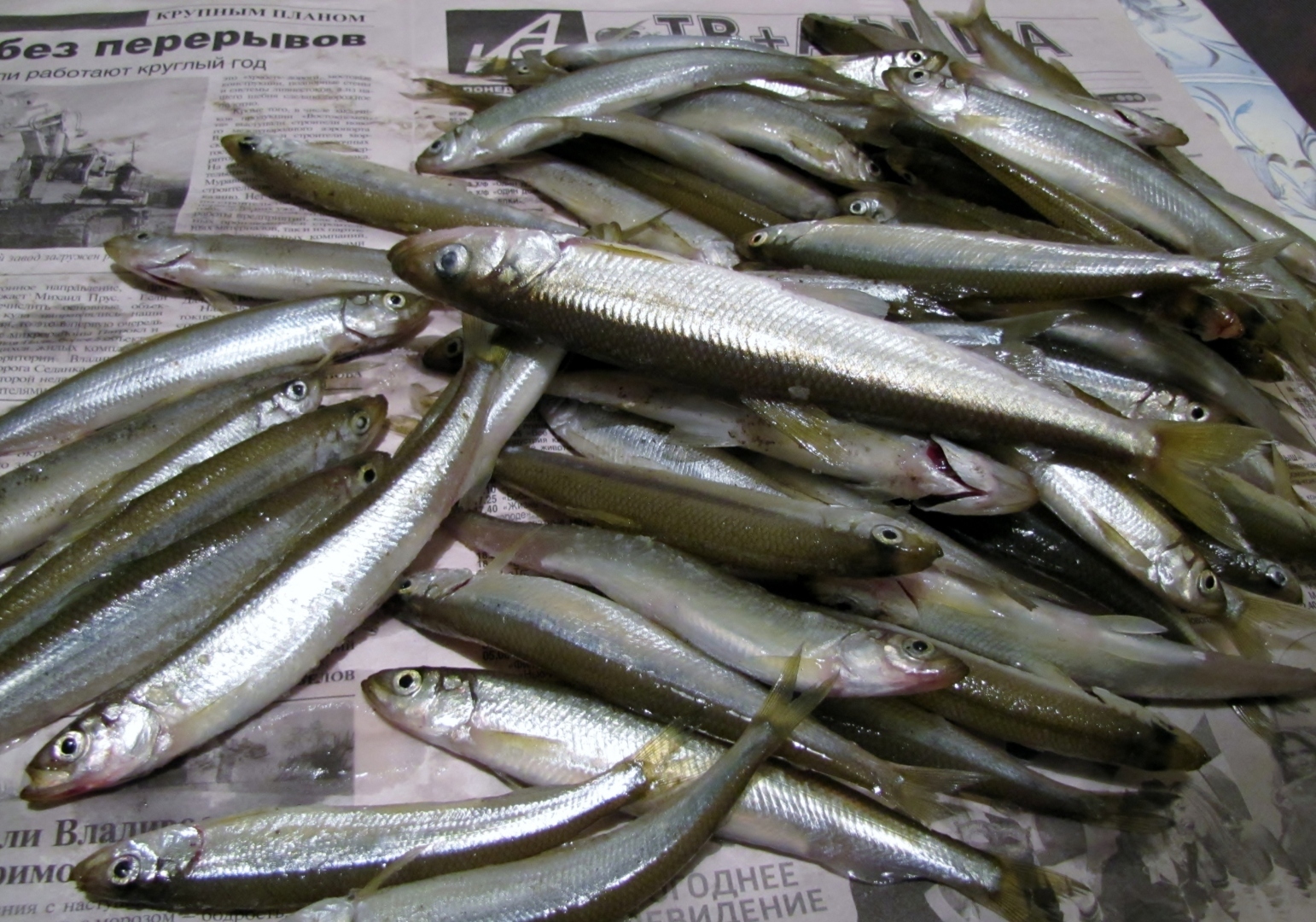 Корюшка пахнет огурцом.