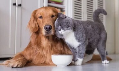 Пензенские новости: дополнительные требования для содержания домашних питомцев. Декабрь 2022.