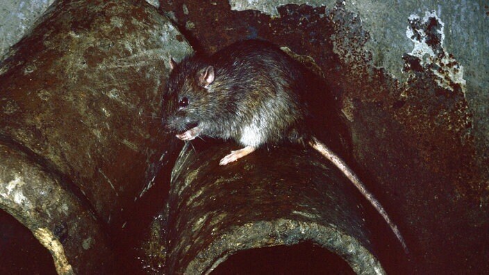 Жизнь в средние века : Чума на тропе