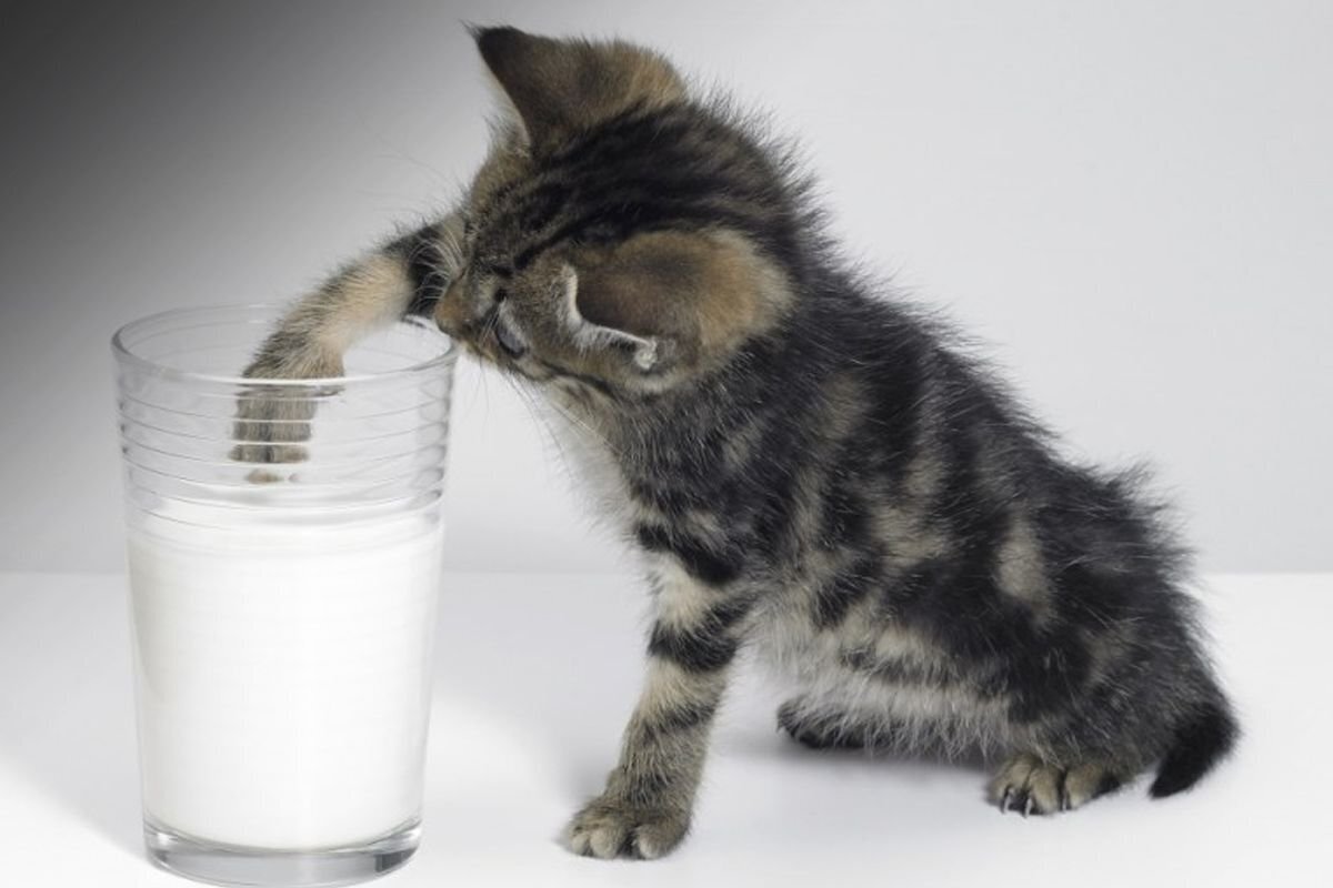 Молоко для котят