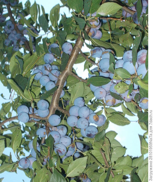 Зефир в шоколаде в форме ушек кролика