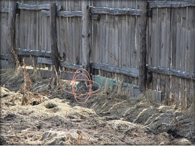 А кто сможет найти кота за 30 секунд! Это реально для самых зорких. Проверь себя!