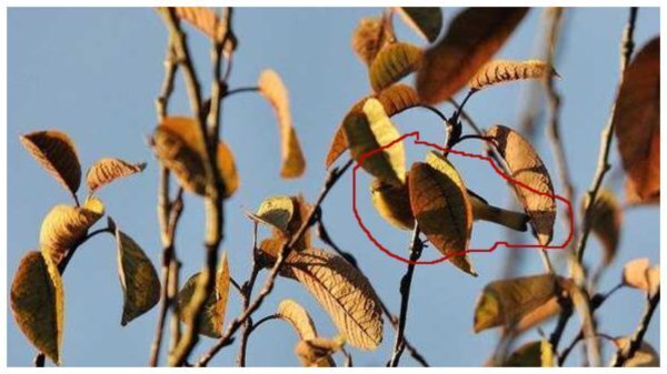 Только самый внимательный сможет найти на фотографии птицу. Тест на внимательность, который вас удивит