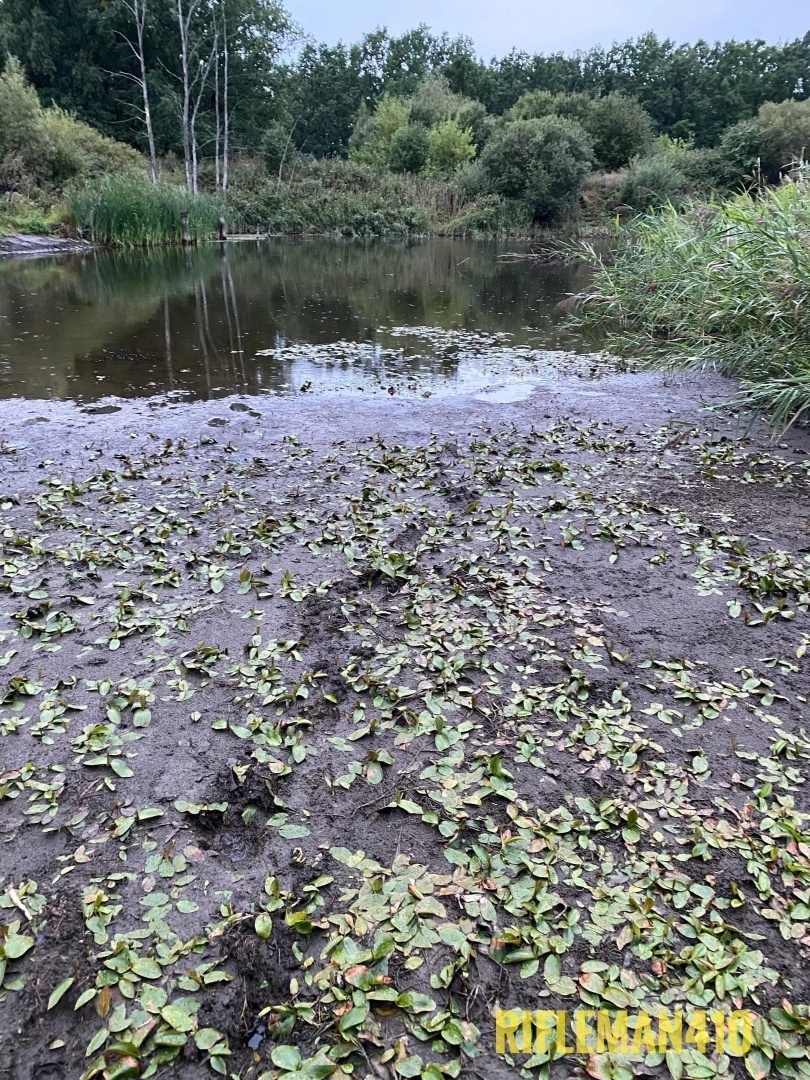 Почему я кабанов боюсь