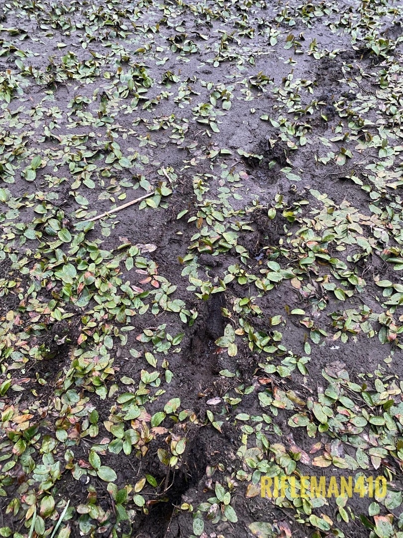 Почему я кабанов боюсь