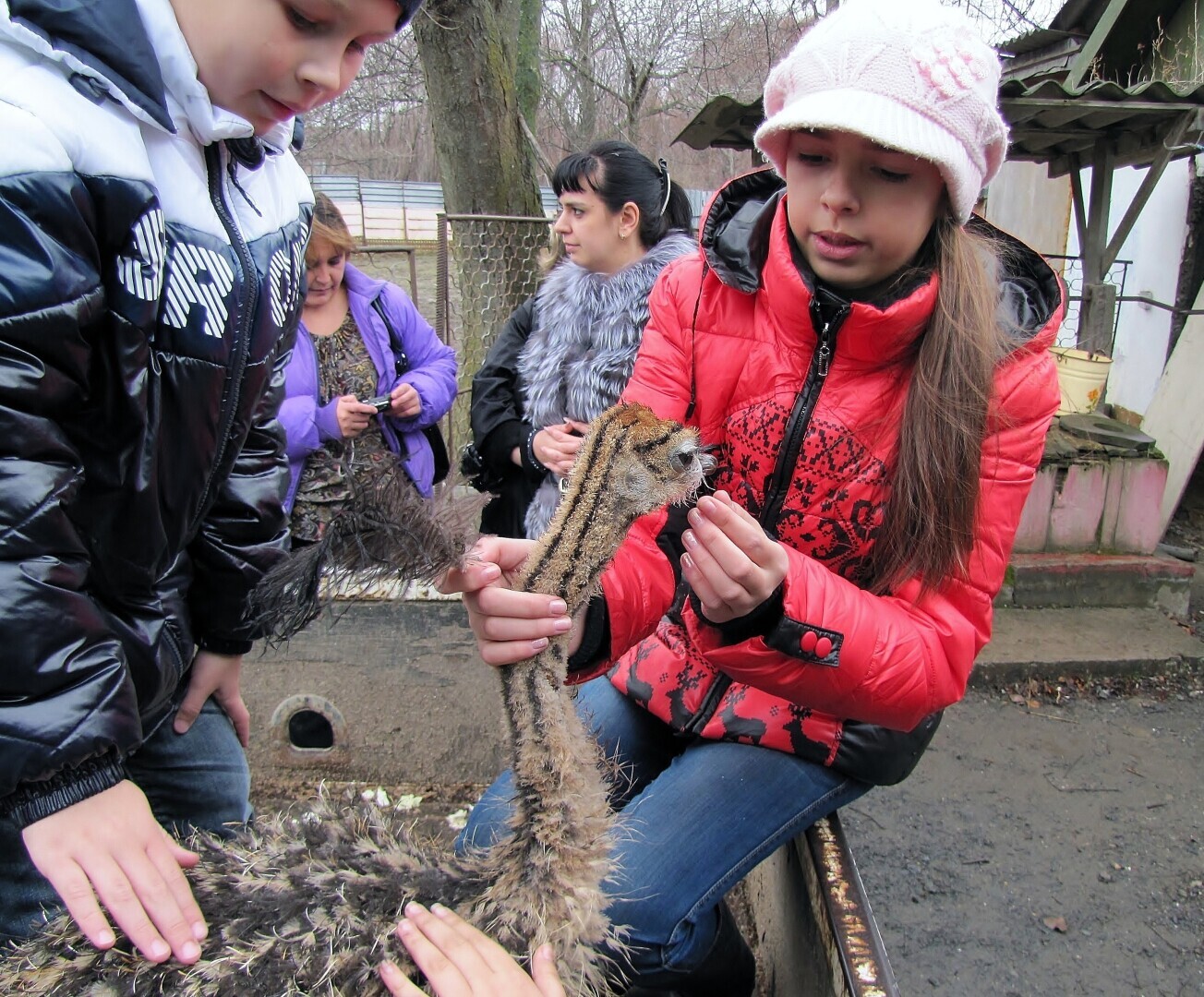 Страусы рулят.