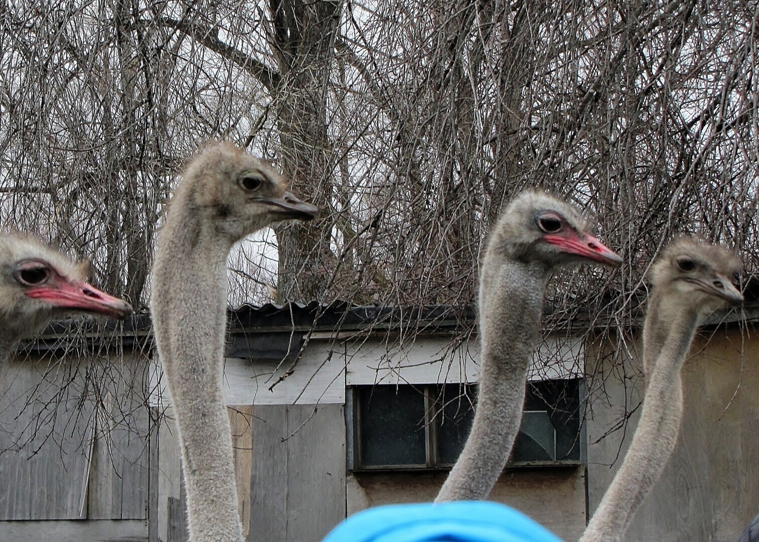 Страусы рулят.