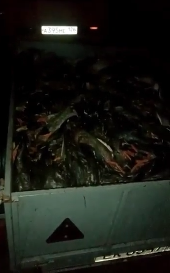 Варварское уничтожение диких птиц, животных. Кто ответит?