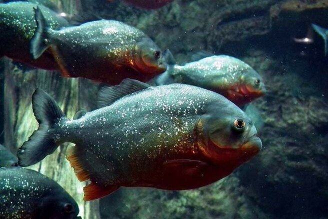 Кошмар Амазонки