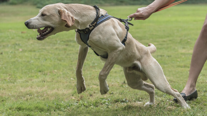 В 2023 году владельцев домашних животных ждут изменения