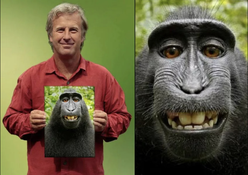 Обезьяна токи. Дэвид Слейтер. Фотограф Дэвид Слейтер. Дэвид Слейтер обезьяна. Селфи обезьяны Слейтер.