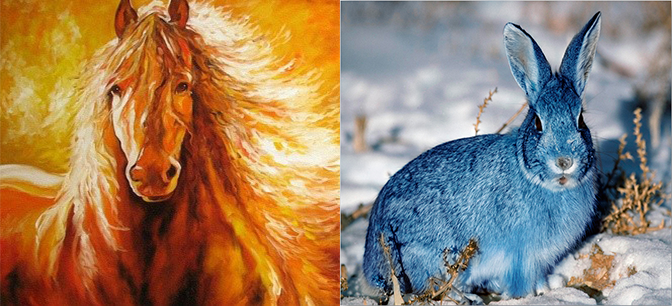 Кролик или Огнегривый конь?