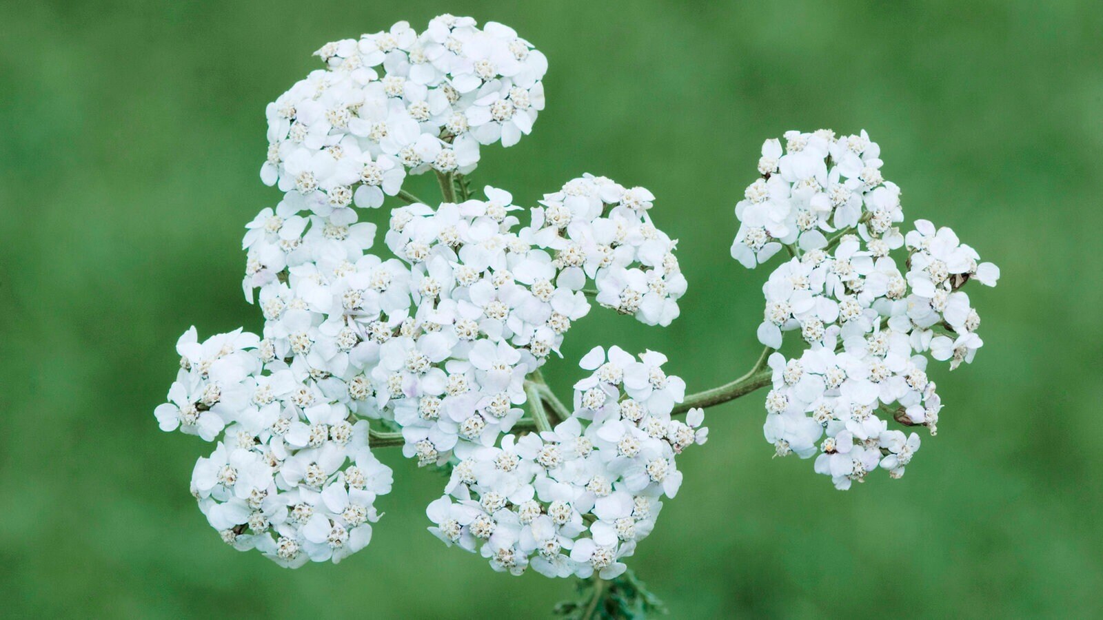 Любовь природы. Лекарственные травы