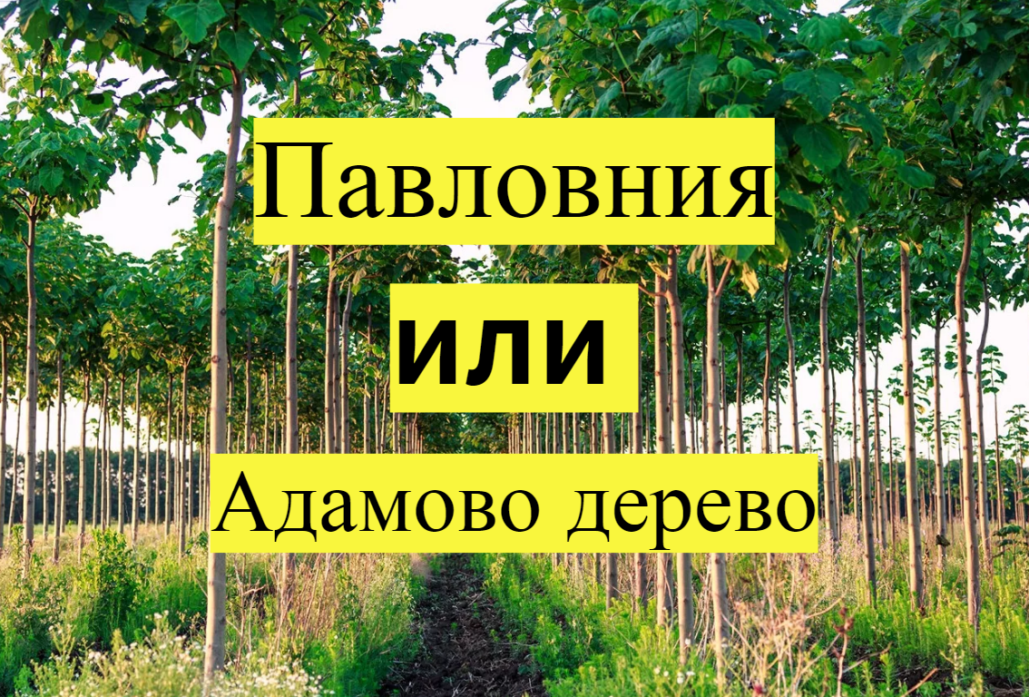 Быстрорастущие деревья для дачи: Павловния (большой обзор) |  Свидетель_интернета, 22 декабря 2022