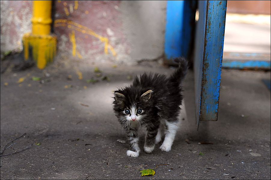 Старый альбом.