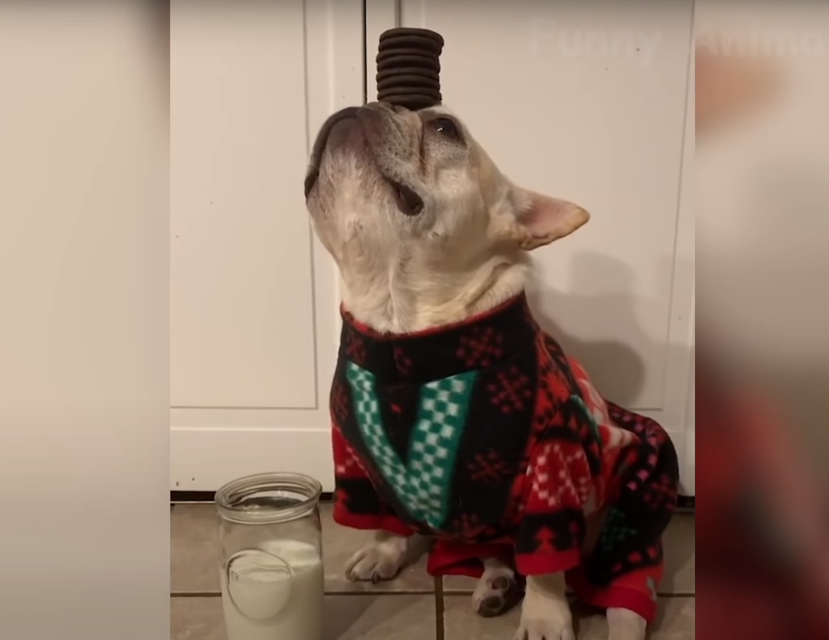 Забавные домашние животные (часть 3)