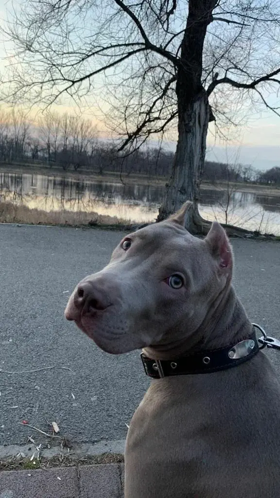 Как стать родителями питбуля?