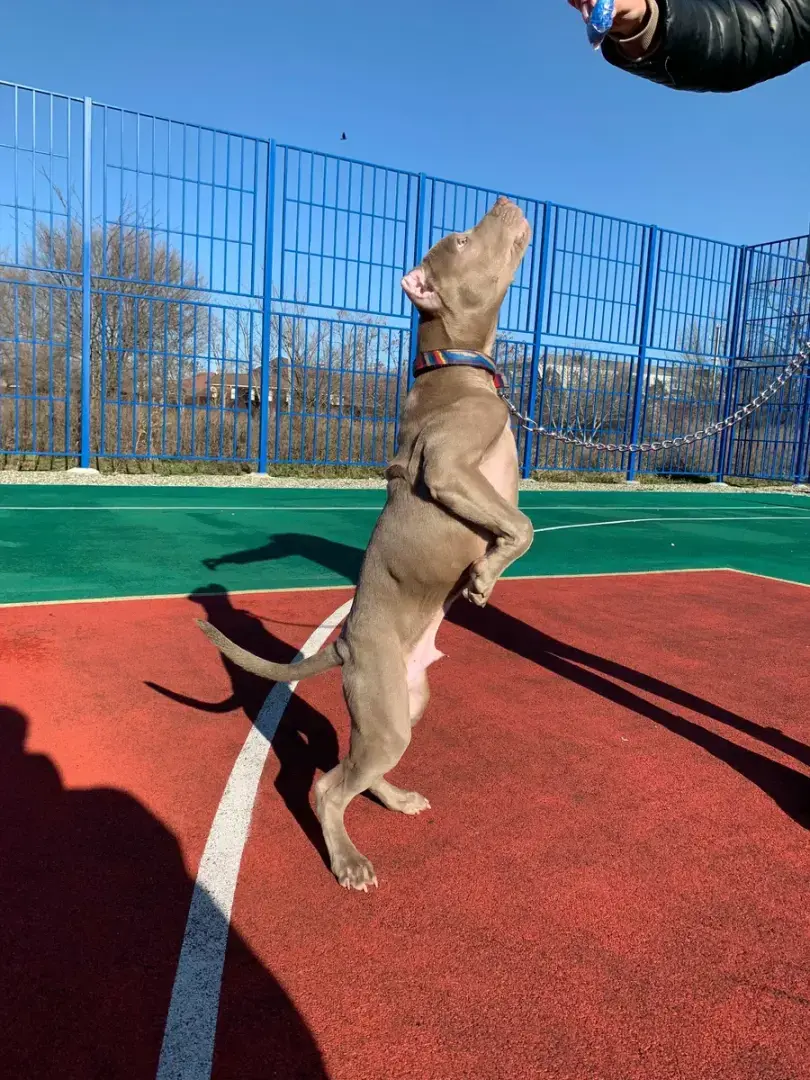 Как стать родителями питбуля?