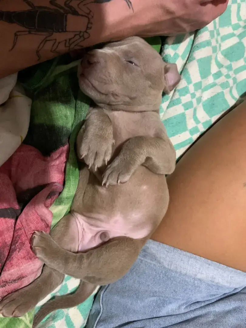 Как стать родителями питбуля?